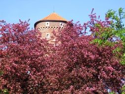 castle tower behind a flowering tree