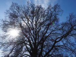 huge branches of elm tree