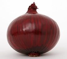 natural onion bulb close-up