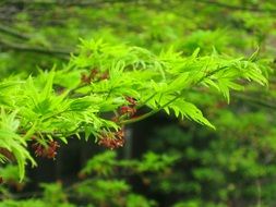 bright green foliage in a hotel garden in Tokyo