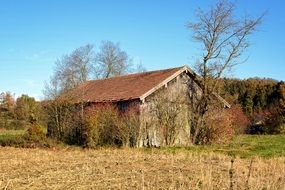 Abandoned Wooden Hut among the trees