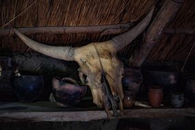 old horned animal skull
