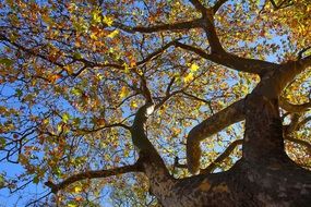 morning in New Zealand, autumn tree