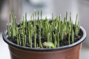 Macro photo of the green grass