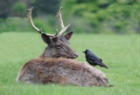 black raven is sitting on a cute colorful deer on the meadow