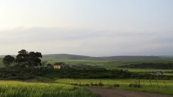 farm fields with green wheat