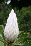 South Africa, flowers close-up on blurred background