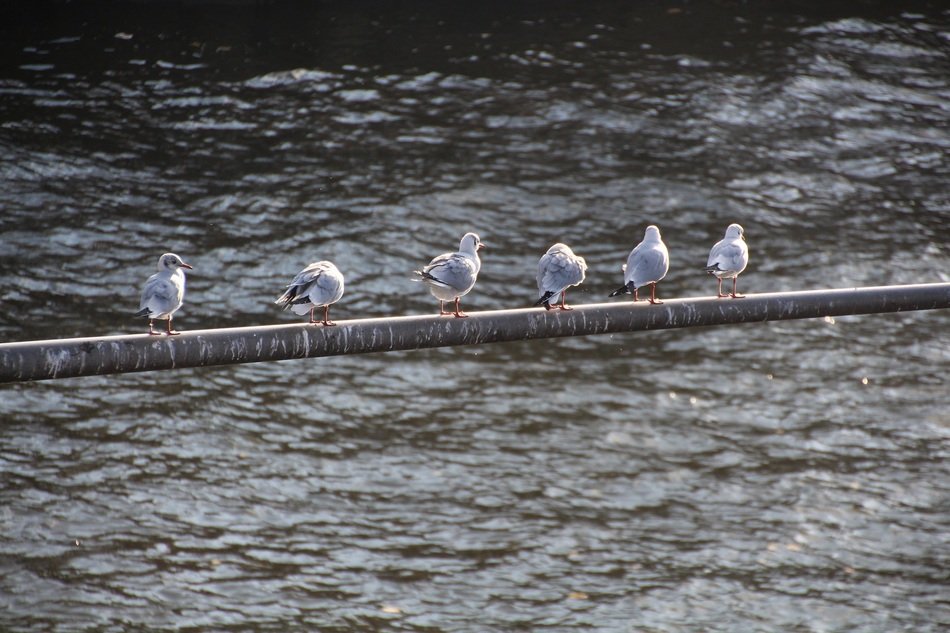 seagulls on a dam on a river