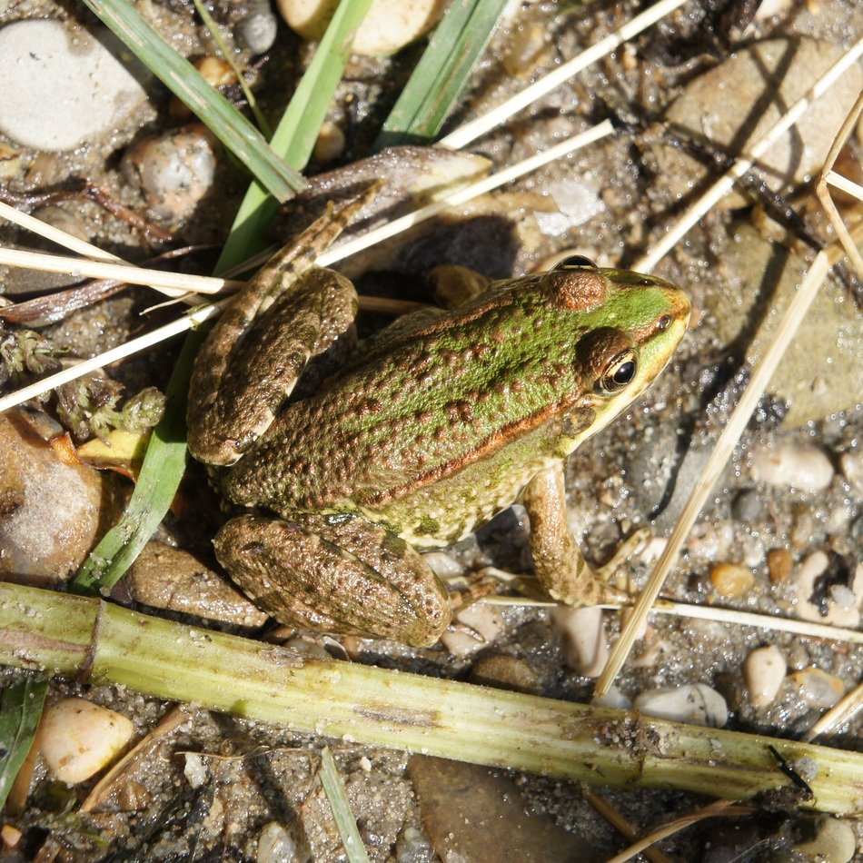 common Frog on ground