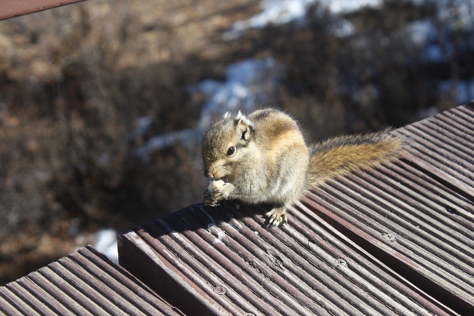 Cute colorful squirrel on the terrace near the water