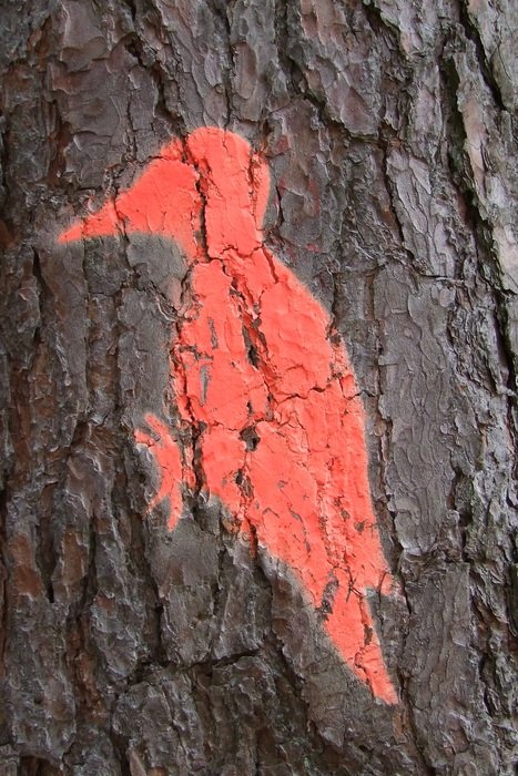 red woodpecker as a drawing on a log