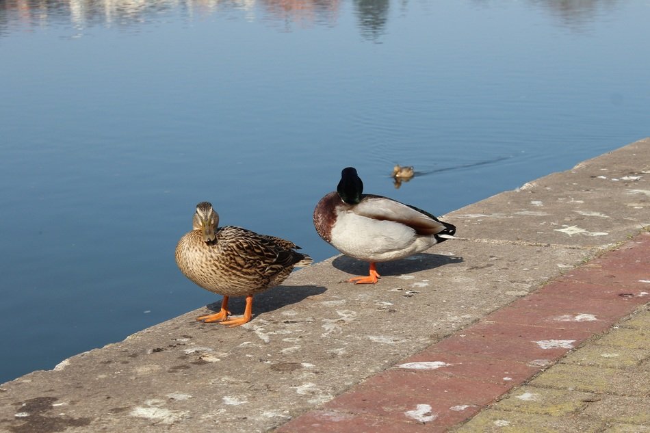 duck and Drake on the waterfront