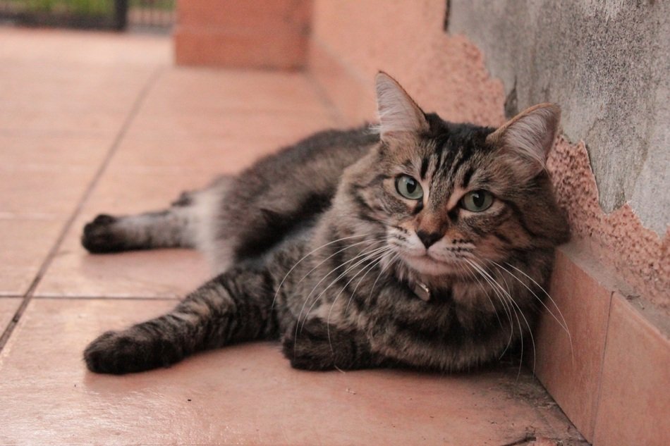 grey cat lies at the pink wall of the house