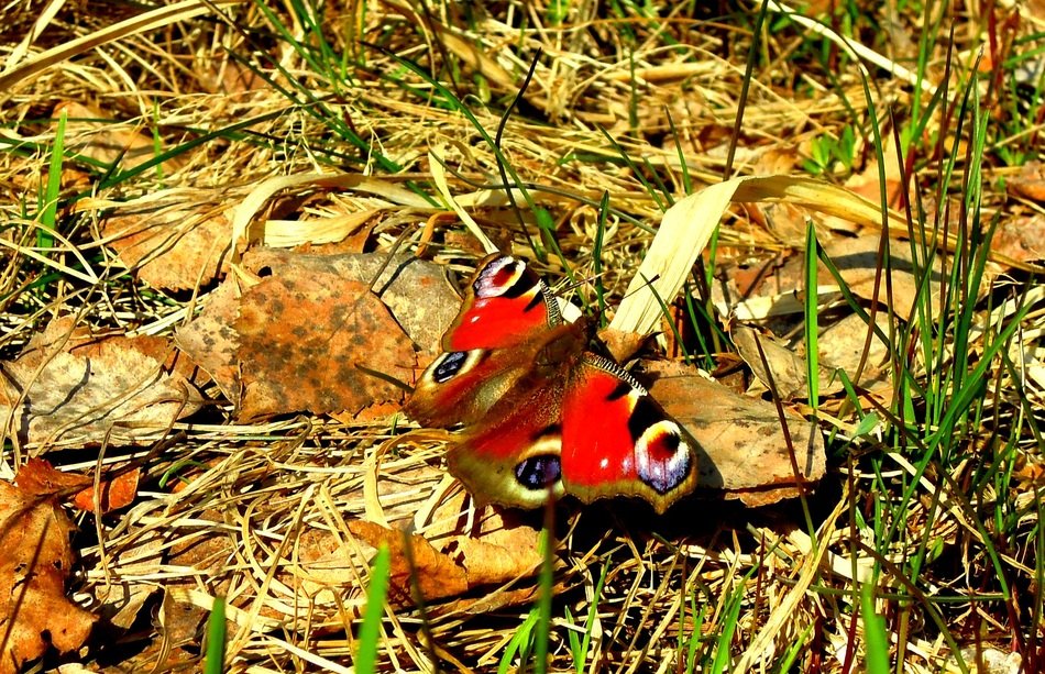 Admiral Butterfly On The Ground