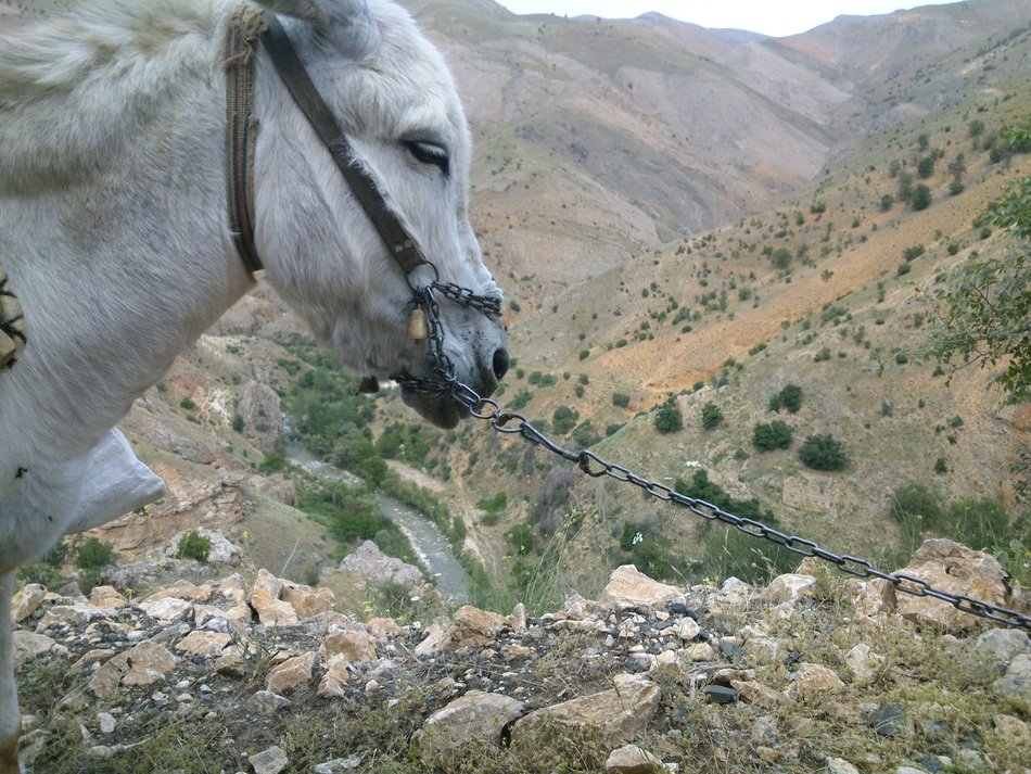 head of Donkey at mountain landscape