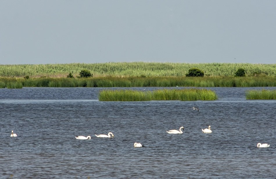 birds on a lake with fish