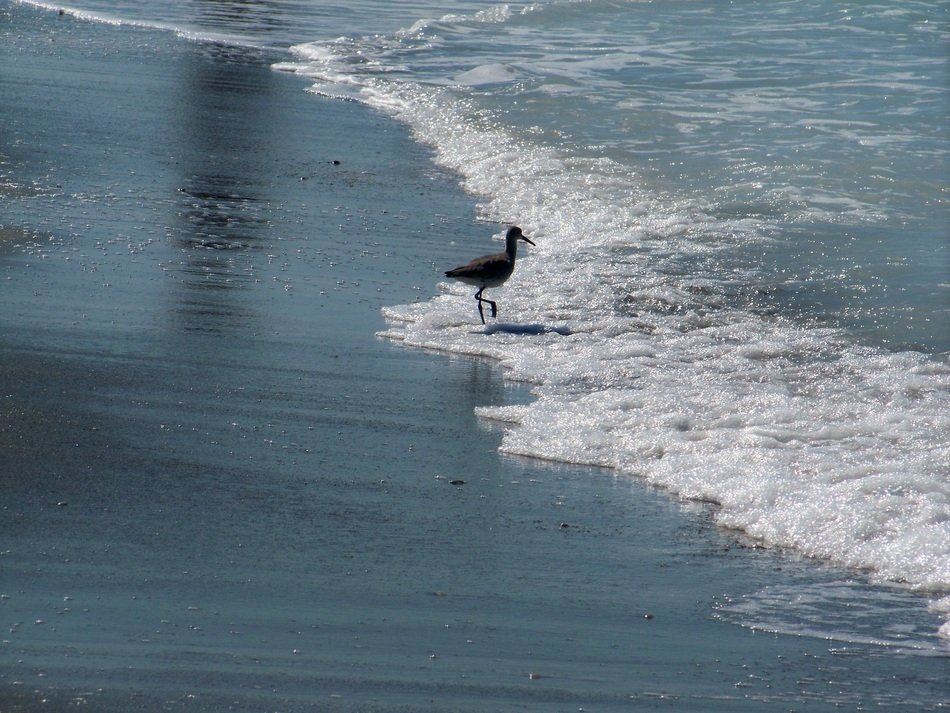 beautiful and cute Ocean Bird