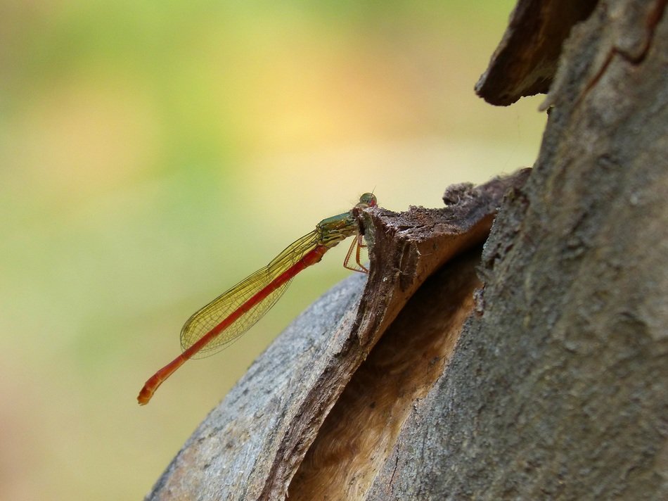 Red dragonfly is on the wood