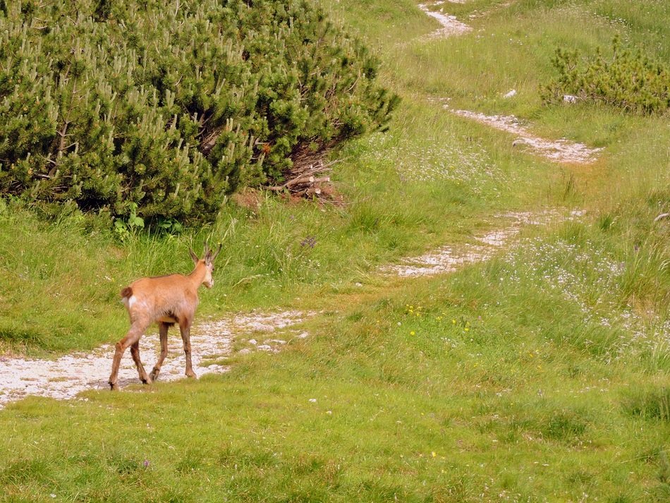 chamois walks along the path in the meadow