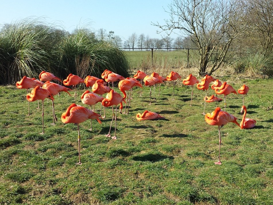 flock of pink flamingos on a summer meadow