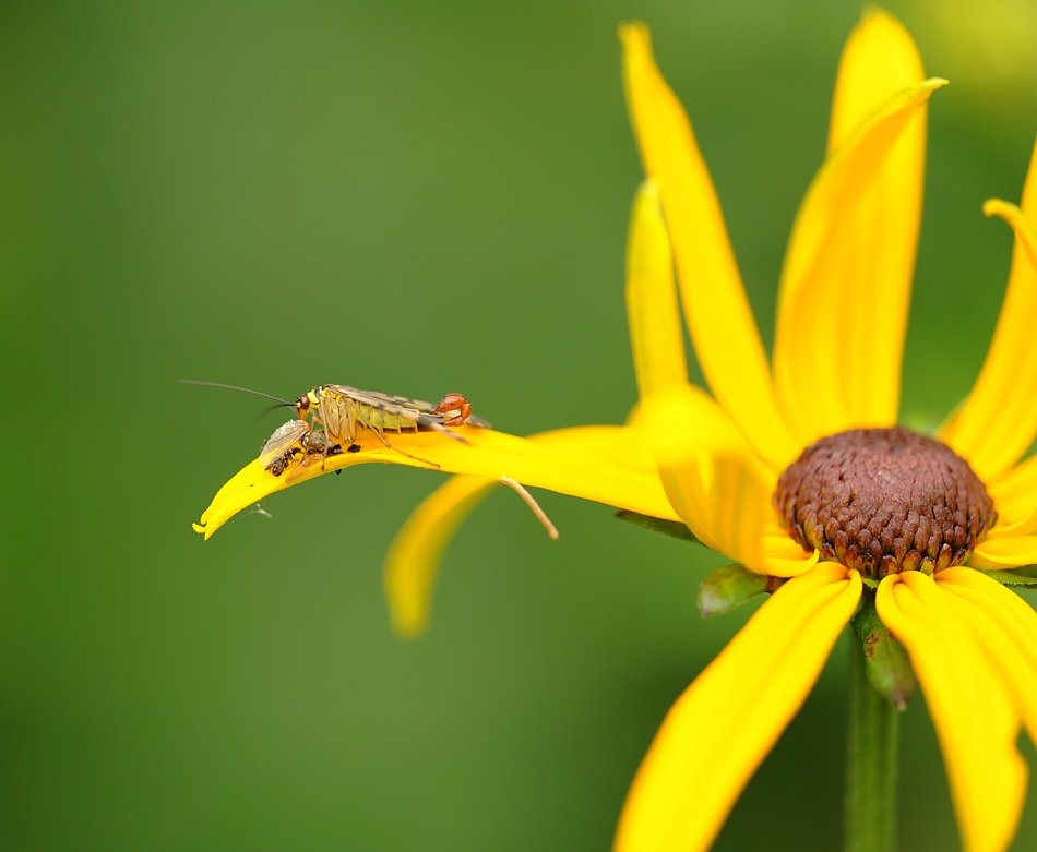 predatory insert on the yellow flower