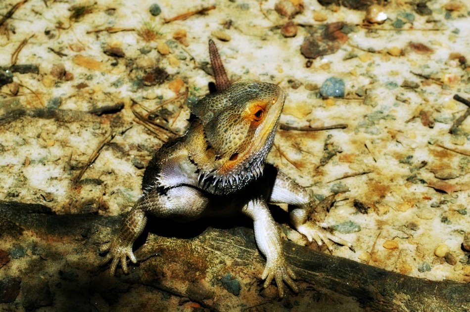 bearded dragon on spotted stone