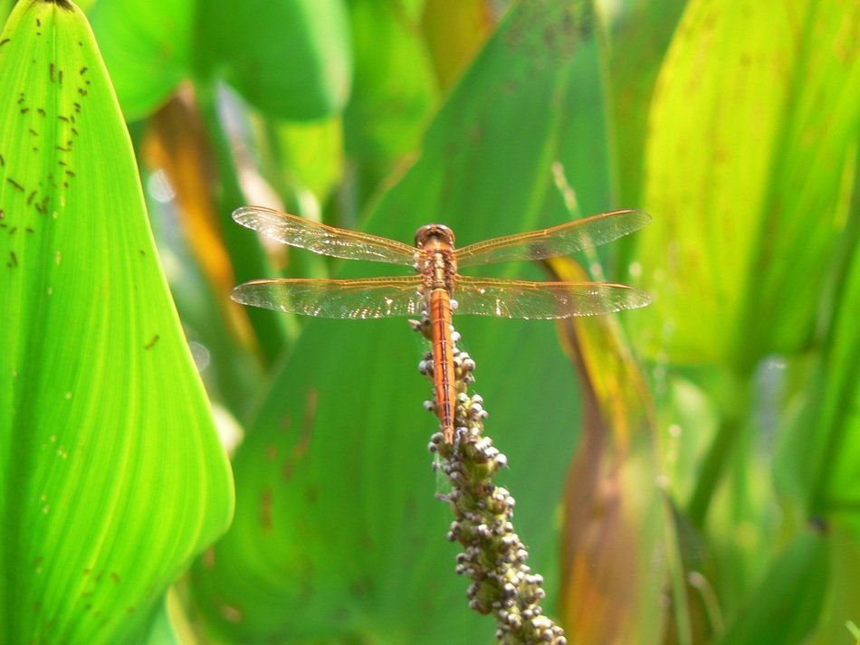 orange dragonfly on the garden flower