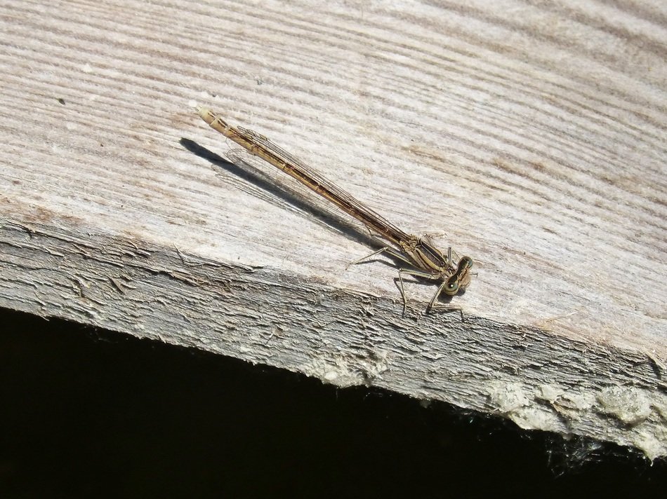 picture of the Dragonfly is on a wood