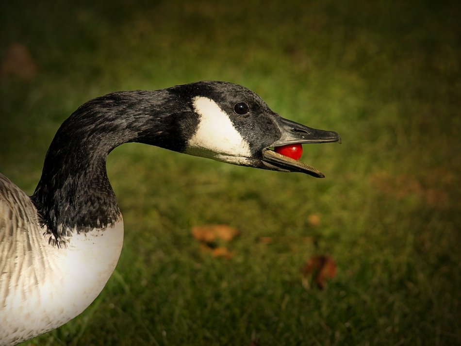 goose with a red ball in the mouth