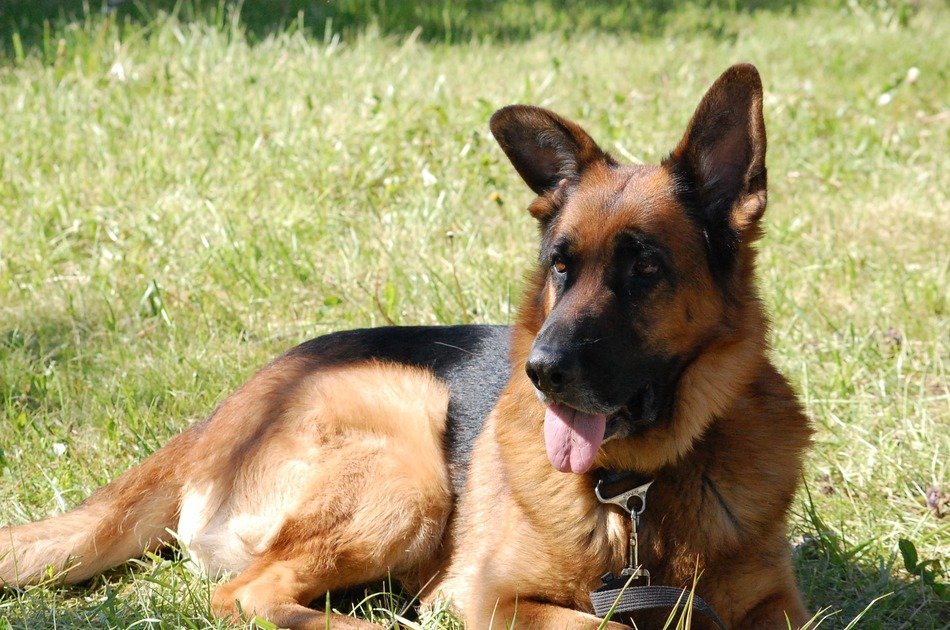 Picture of brown dog on a field