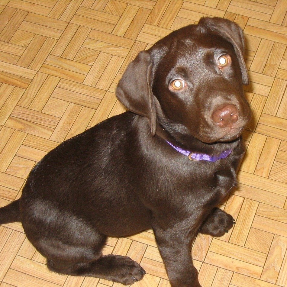 Labrador puppy sitting on the floor in the house