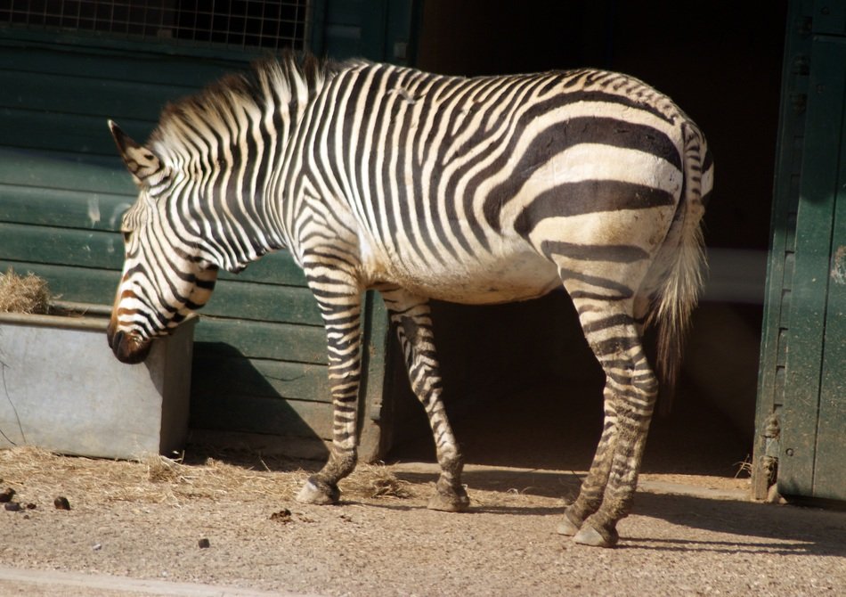 zebra near the door at the zoo