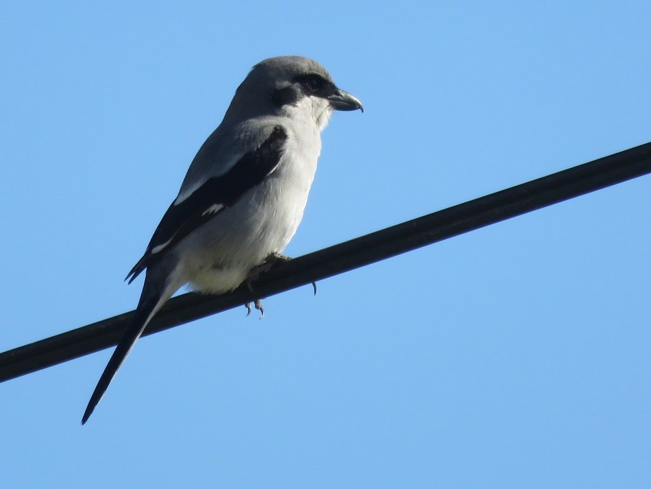 delightfully gentle Bird