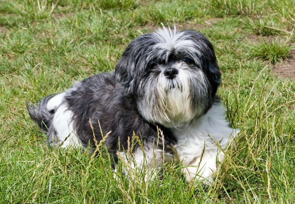 Shih Tzu on green grass