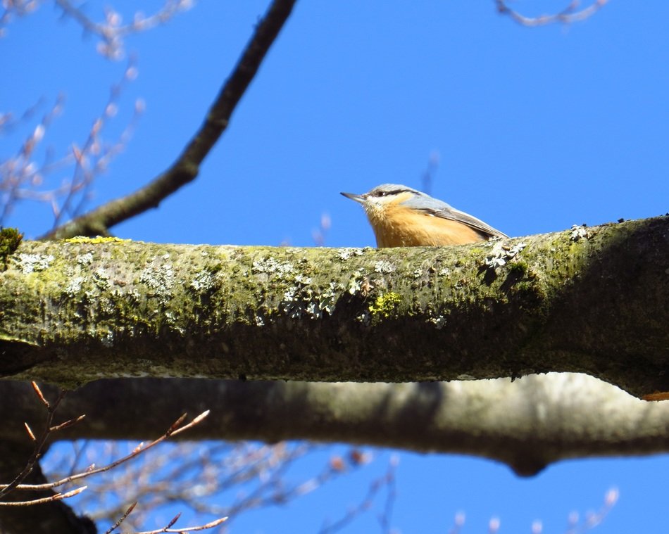 songbird on a tree on a sunny day