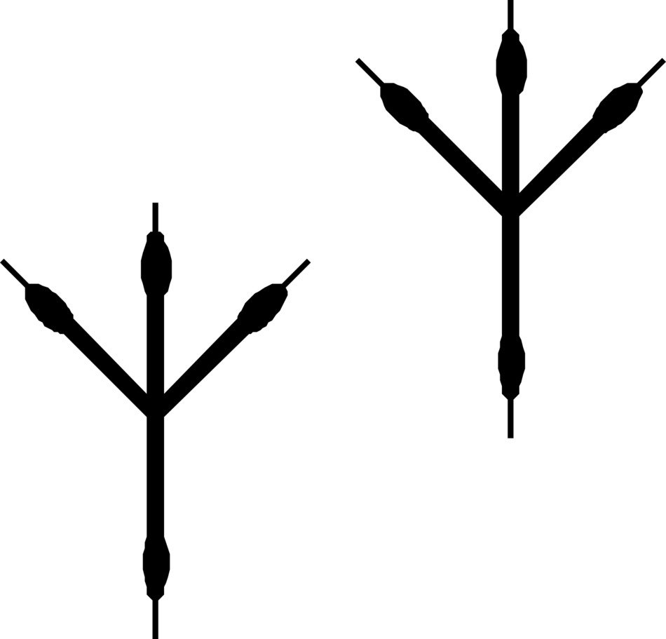 Bird Footprints with Marks of Claws, drawing
