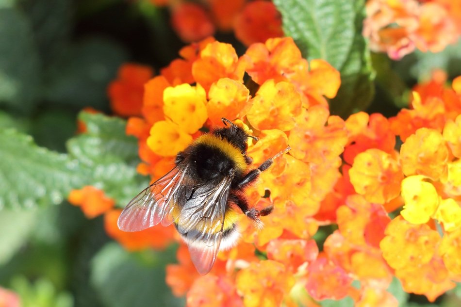 bumblebee on the orange flowers