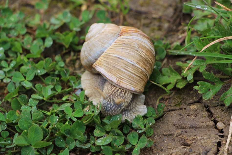unique Snail in green plants