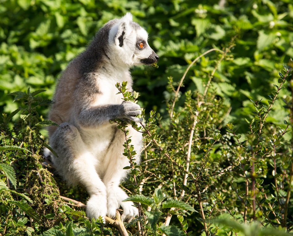 Beautiful and cute lemur in Madagascar