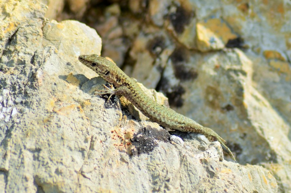 amazingly beautiful Lizard Reptile