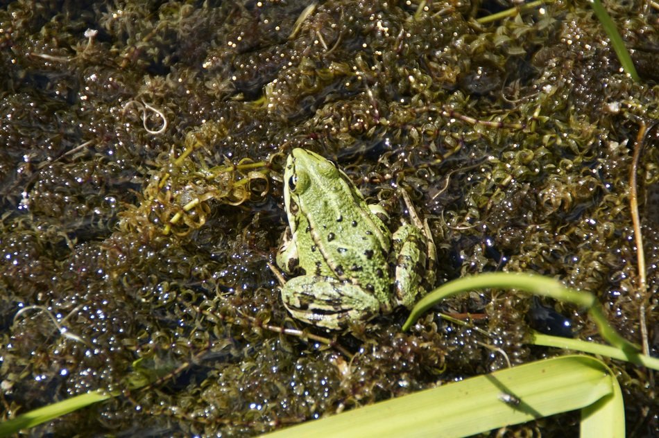 water frog on the pond