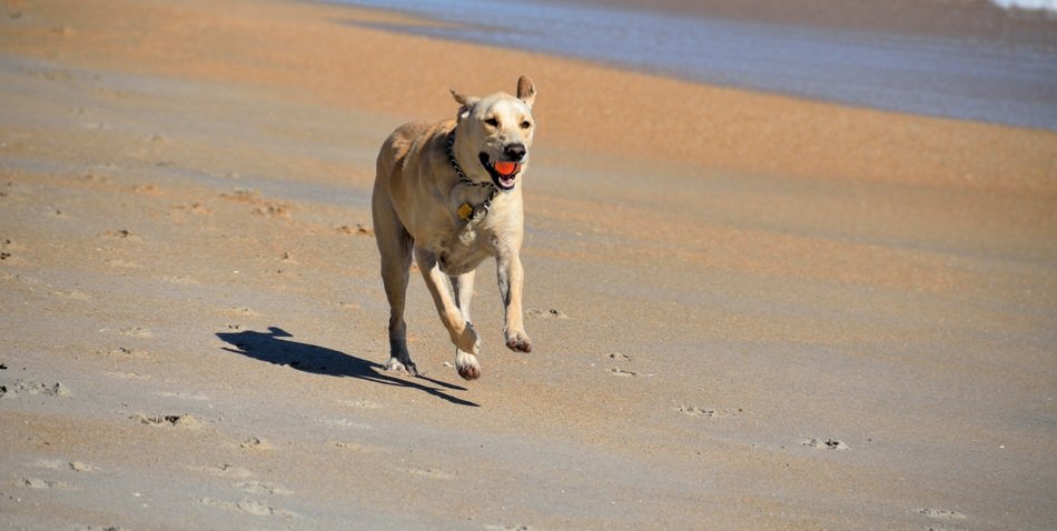Picture of Dog Fetching Ball on a beach