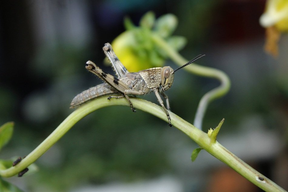 green grasshopper on the plant stem