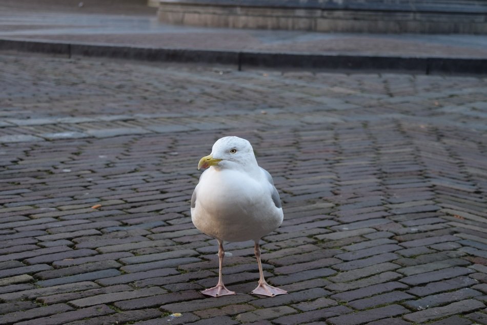sea ​​gull on pavement