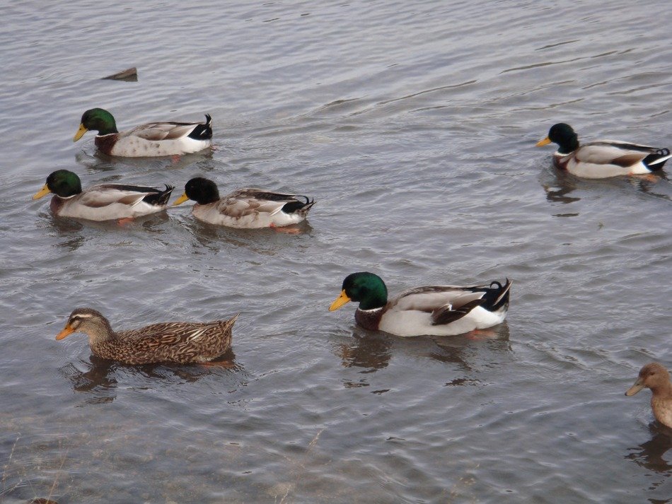 gray ducks in the pond