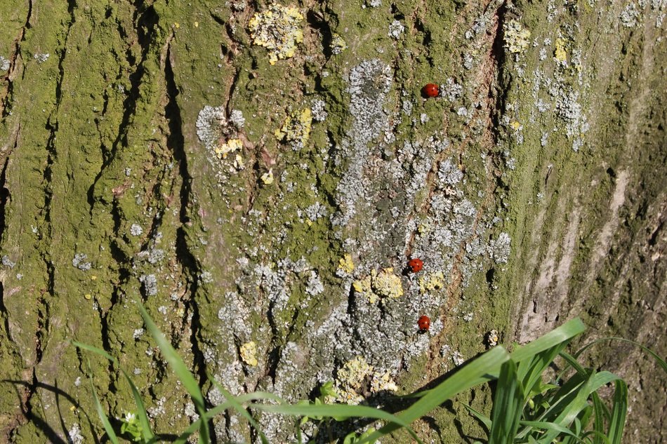 unique Ladybugs on Tree