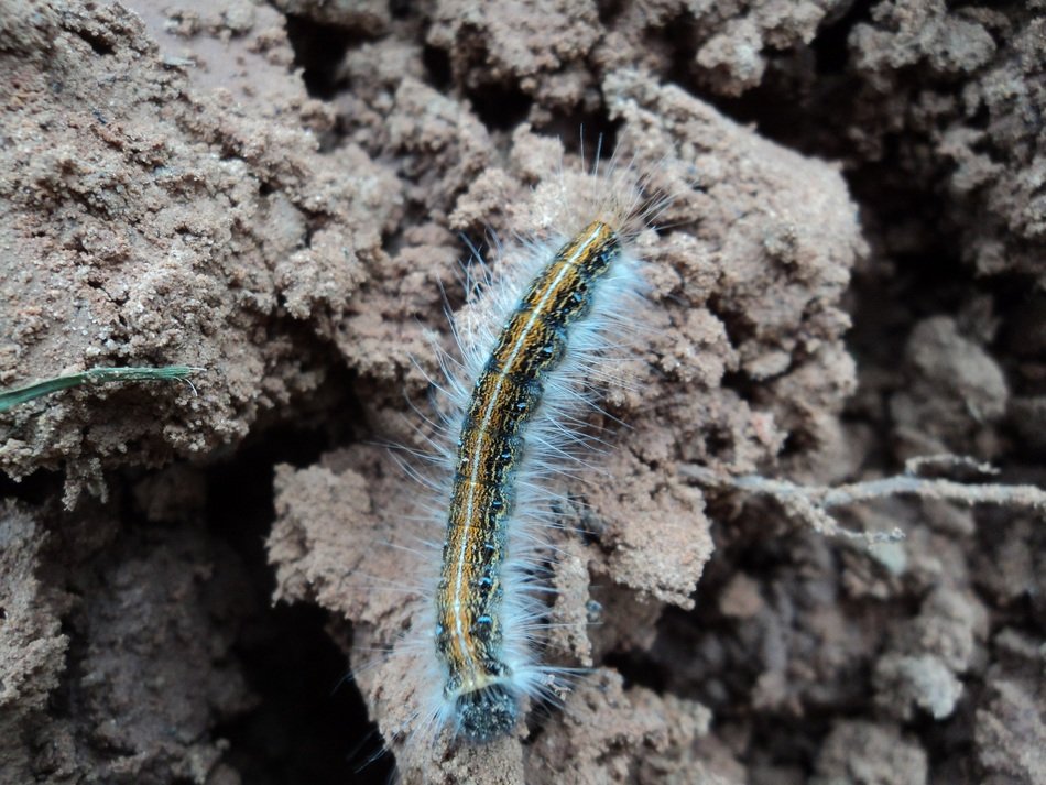 blue Caterpillar