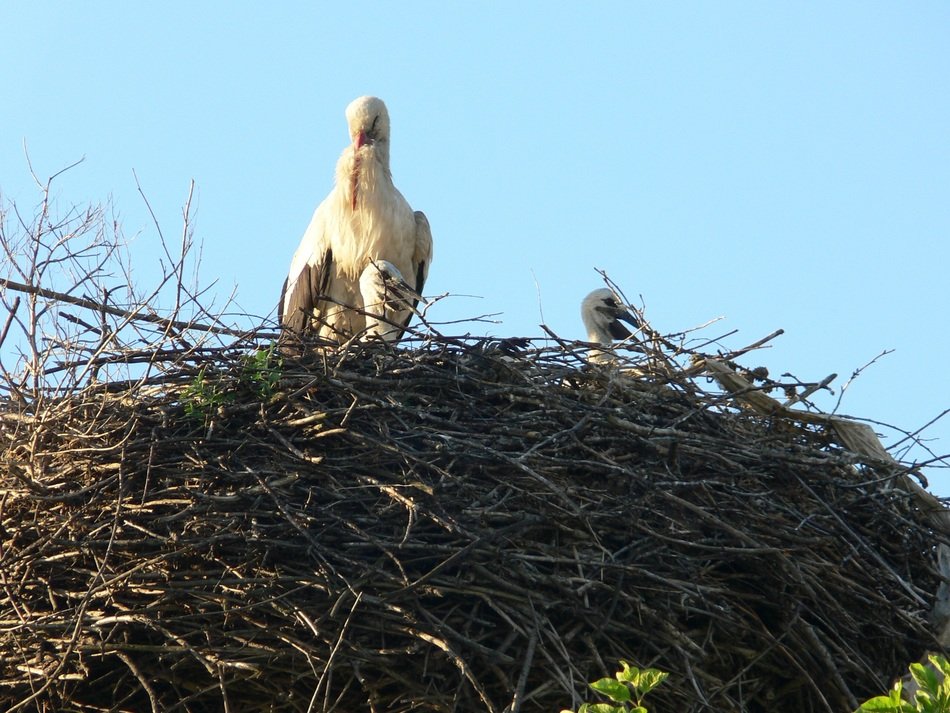 Wild Stork Bird in Nest hiding