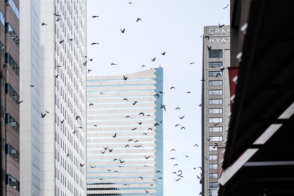 City Birds