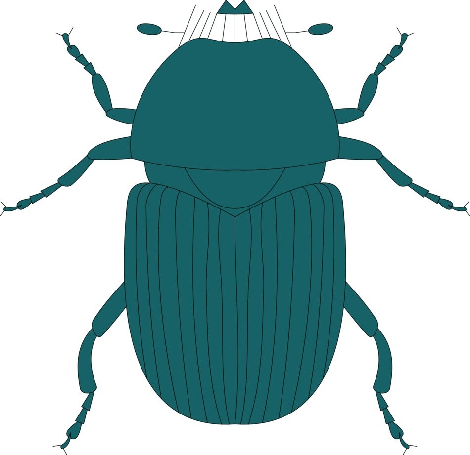 Top View of Green beetle, illustration